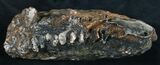 / Woolly Mammoth Molar - North Sea #9678-2